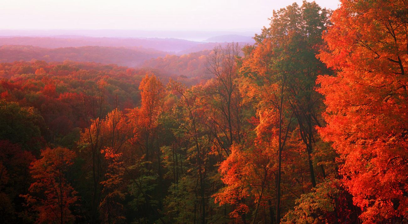 Brilliant autumn colors in a vast forest landscape.