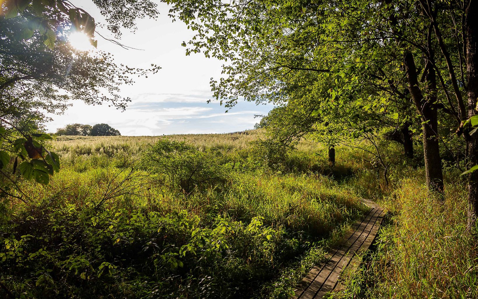 Brown's Lake Bog Preserve The boardwalk lush with foliage and sunshine on a summer day. © Emily Speelman