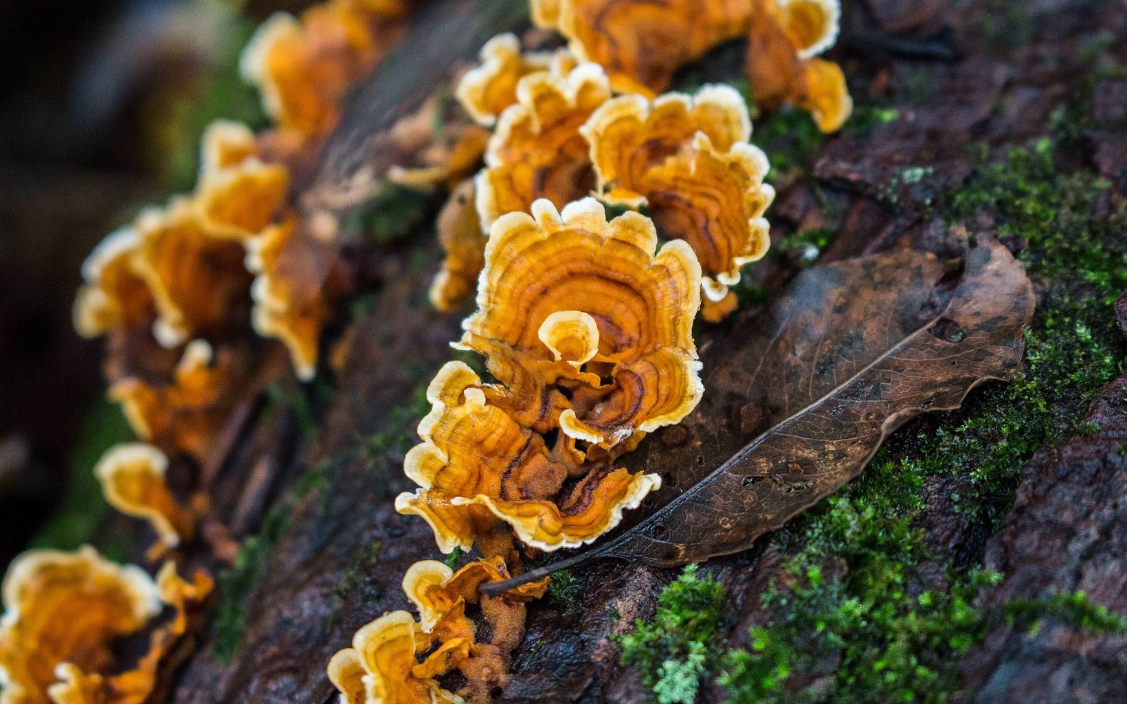 Turkey Tail Fungus (Trametes versicolor) Common in all parts of Ohio, but always stunning to see the wide range of colors displayed. © Emily Speelman