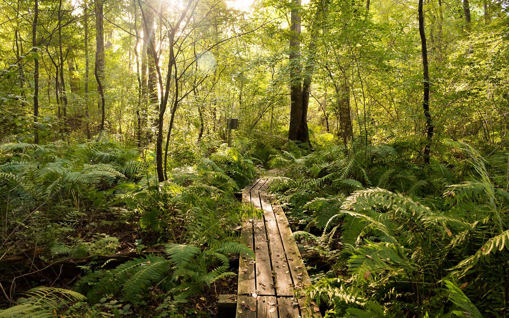 Ferns cover the forest floor of Brown's Lake Bog along the board walk as the sun shines through the trees.