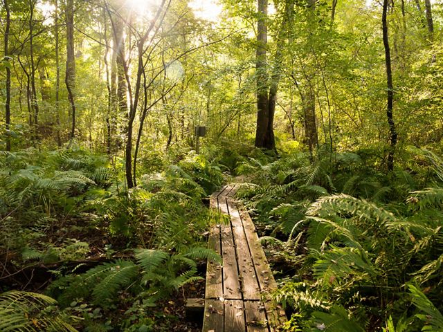 Ferns cover the forest floor of Brown's Lake Bog along the board walk as the sun shines through the trees.