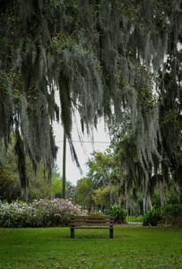 Bench is surrounded by an oak tree draped in moss.