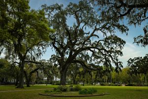 A large, majestic live oak shades a park bench in a city greenspace.