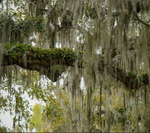 A thick branch of a live oak is blanketed in bright green resurrection fern. Gray Spanish moss drapes off the above branches.