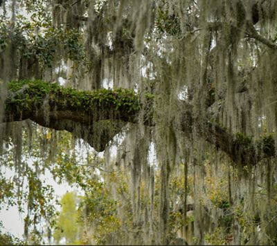 Clusters of green and silver vegetation hang from the branch of a gigantic tree.