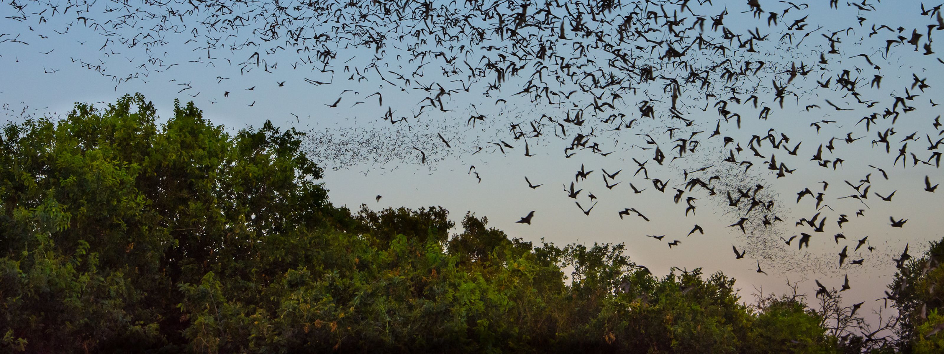The sun sets as millions of bats take to the sky.