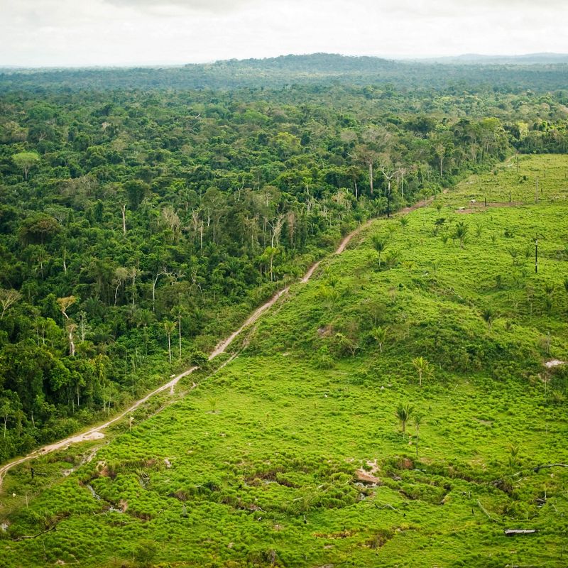 A road separates a densely forested area to the left from a hilly, grassy, area with few trees.