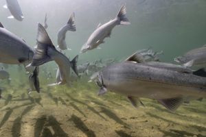 Fish swim away from the camera underwater.
