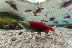 Salmon swimming underwater.