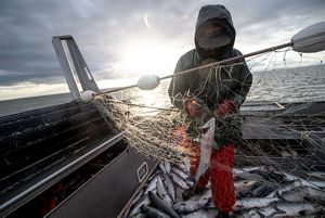 A person stands on a boat and works to free a fish from a net.