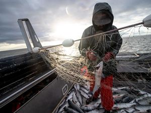 Commercial fisherman with sockeye salmon in boat
