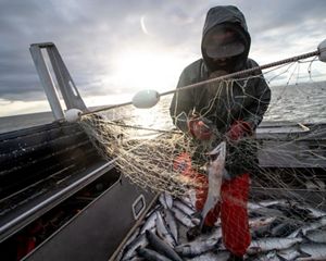 A person stands on a boat and works to free a fish from a net.