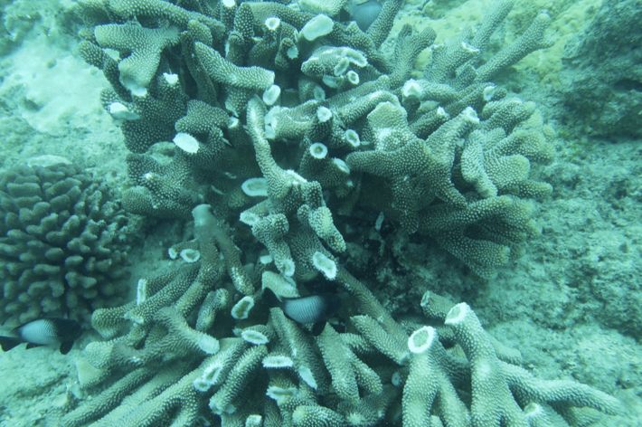 Underwater view of broken coral.