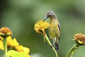 A yellow bird with a curved beak sips nectar from a flower.