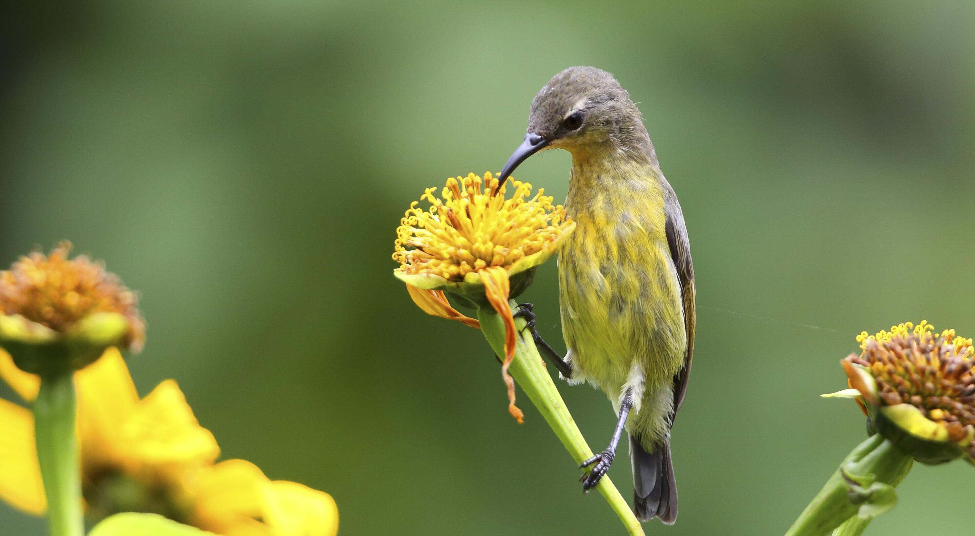 A yellow bird with a curved beak sips nectar from a flower.