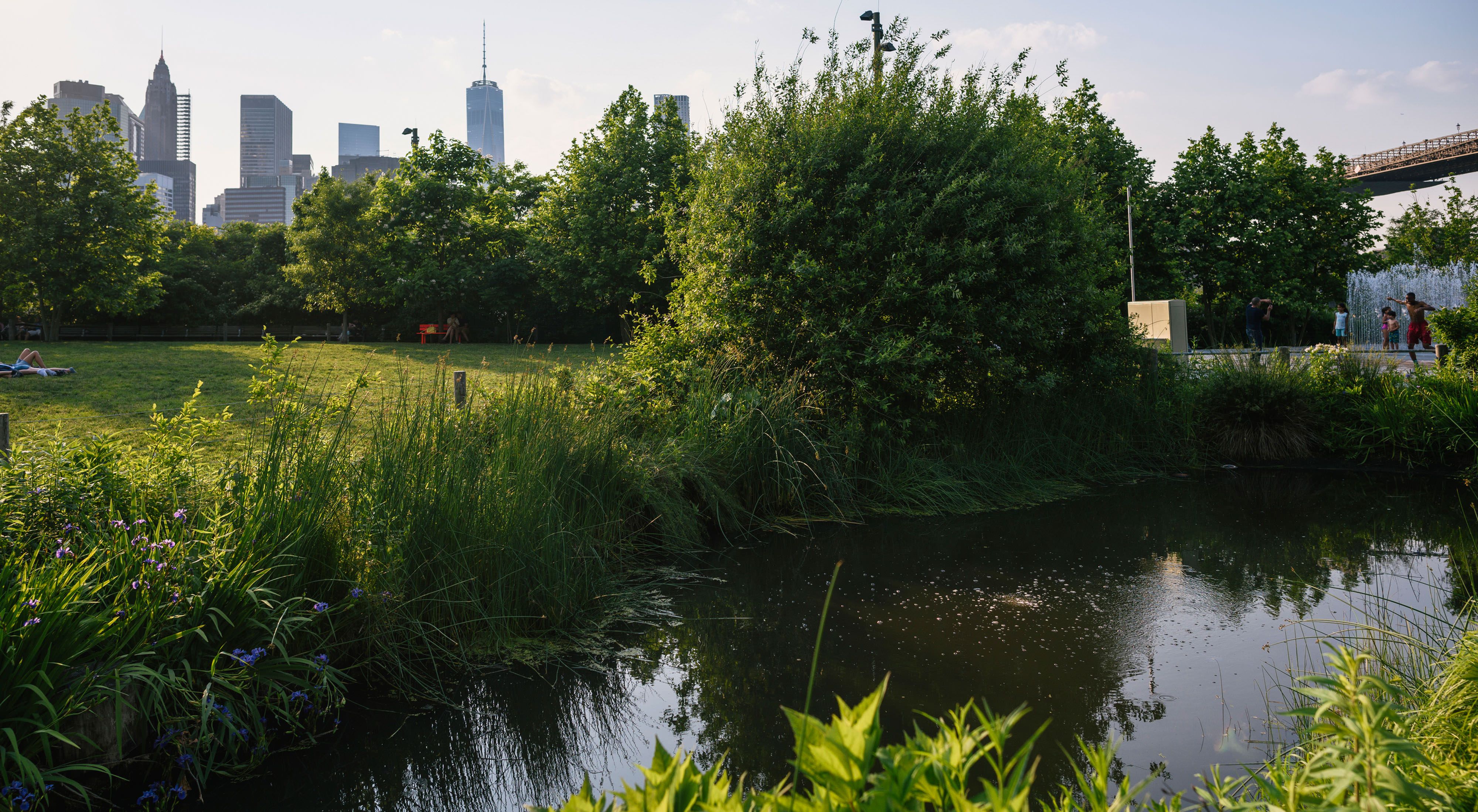 Wetlands in Brooklyn Bridge Park