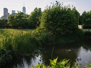 Wetlands in Brooklyn Bridge Park