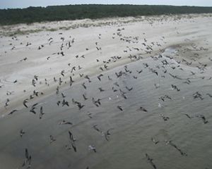 An undeveloped beach with hundreds of pelicans flying over. Trees in the background.