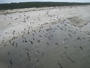 An undeveloped beach with hundreds of pelicans flying over. Trees in the background.