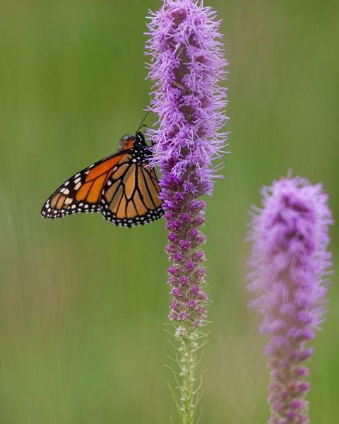A monarch butterfly sits on a slender, light purple blooming flower.
