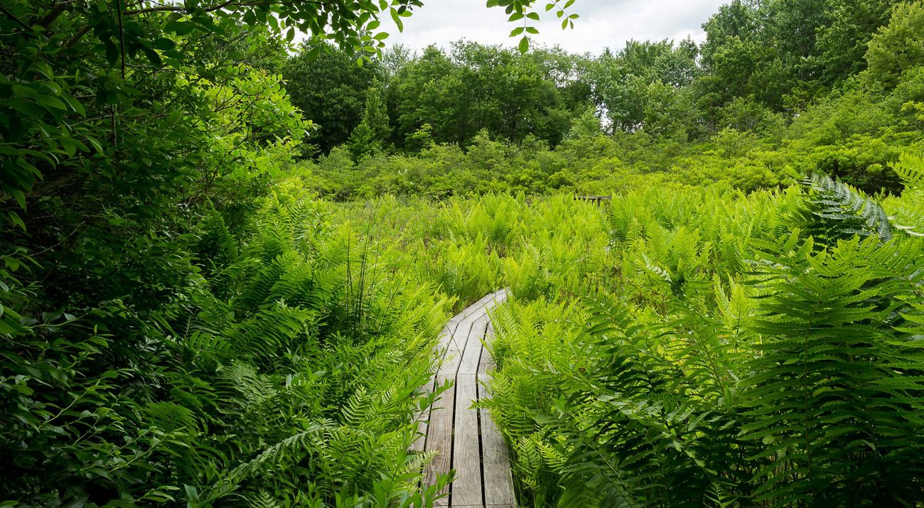Green fern plants and trees surround a walking path.