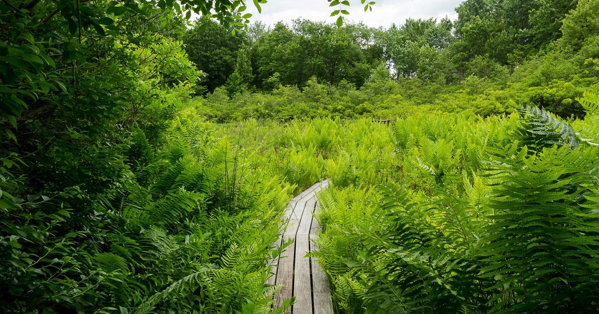 Cedar Bog Nature Preserve - That state up north Lily Michigan