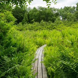 Green fern plants and trees surround a walking path. 