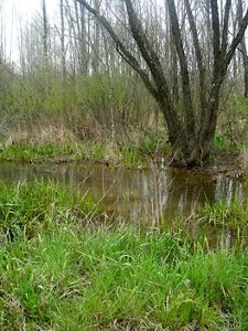 Image of Buck Creek.