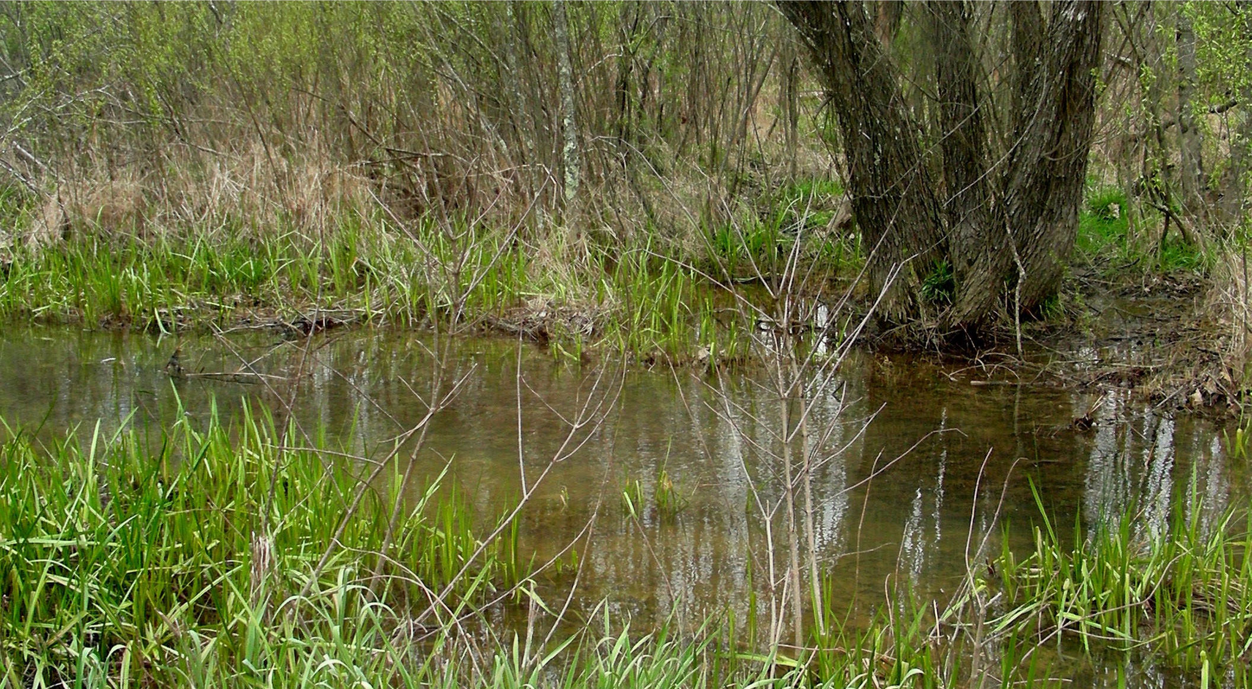 Image of Buck Creek.