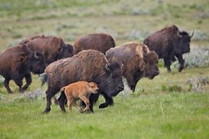 A herd of buffalo walking on a grass field.