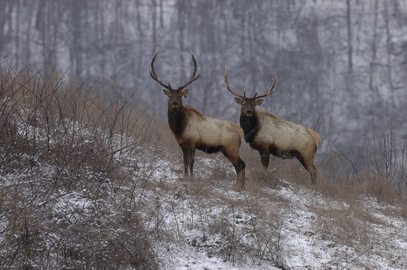 Two large bull elk standing in a clearing.