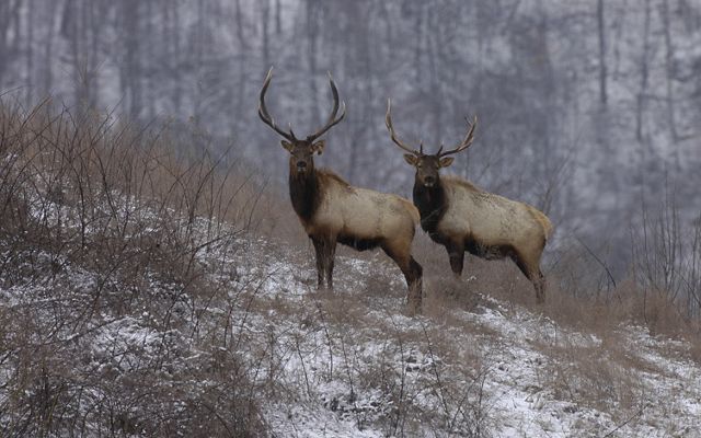Two huge horned bull elk stand on a snow covered native grass prairie in Kentucky.