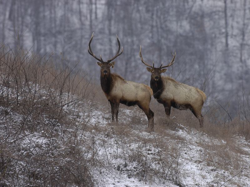 Two large bull elk standing in a clearing.