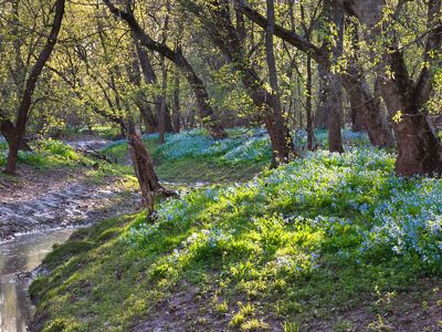 A narrow creek winds and curves along green banks full of blooming blue flowers.