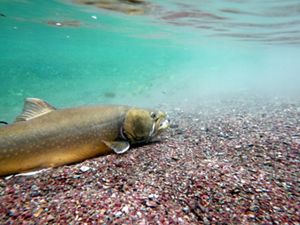 a bull trout under water.