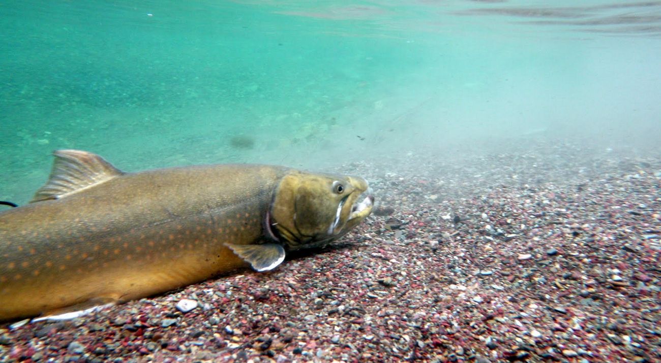 a bull trout under water.