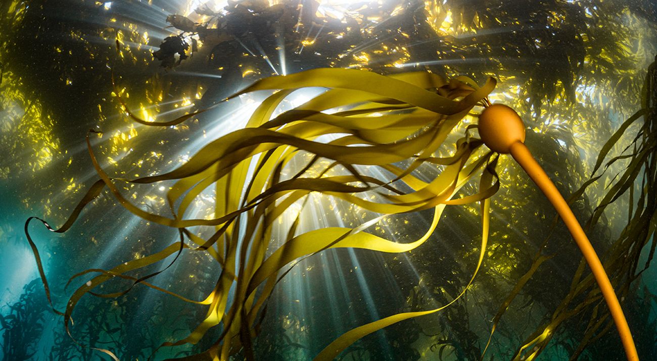 Underwater view of a dense forest of bull kelp swaying in ocean currents.