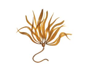 Bull kelp icon