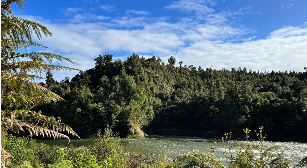 Water flows through a green forest.