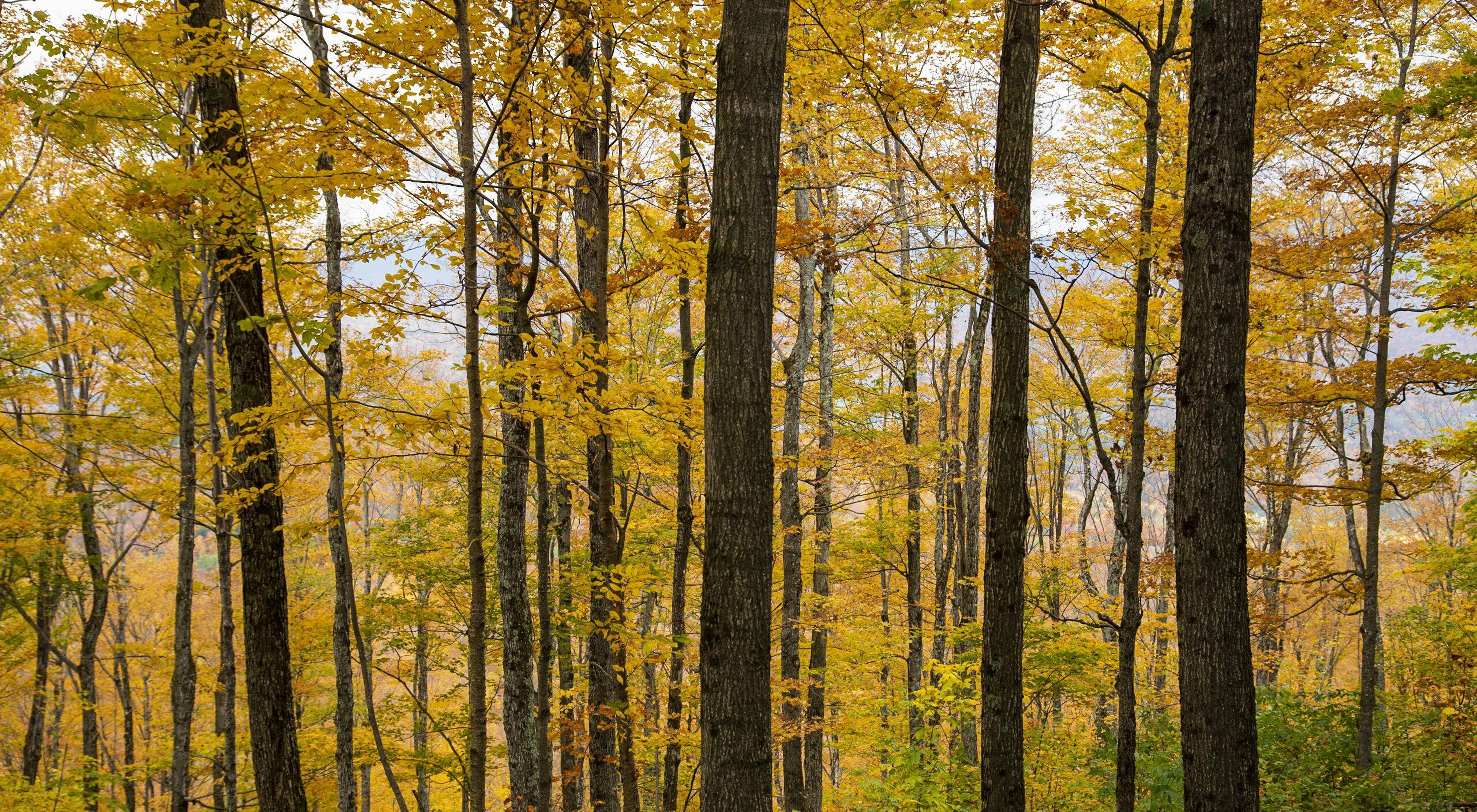 View looking into an autumn forest of trees with yellow leaves.