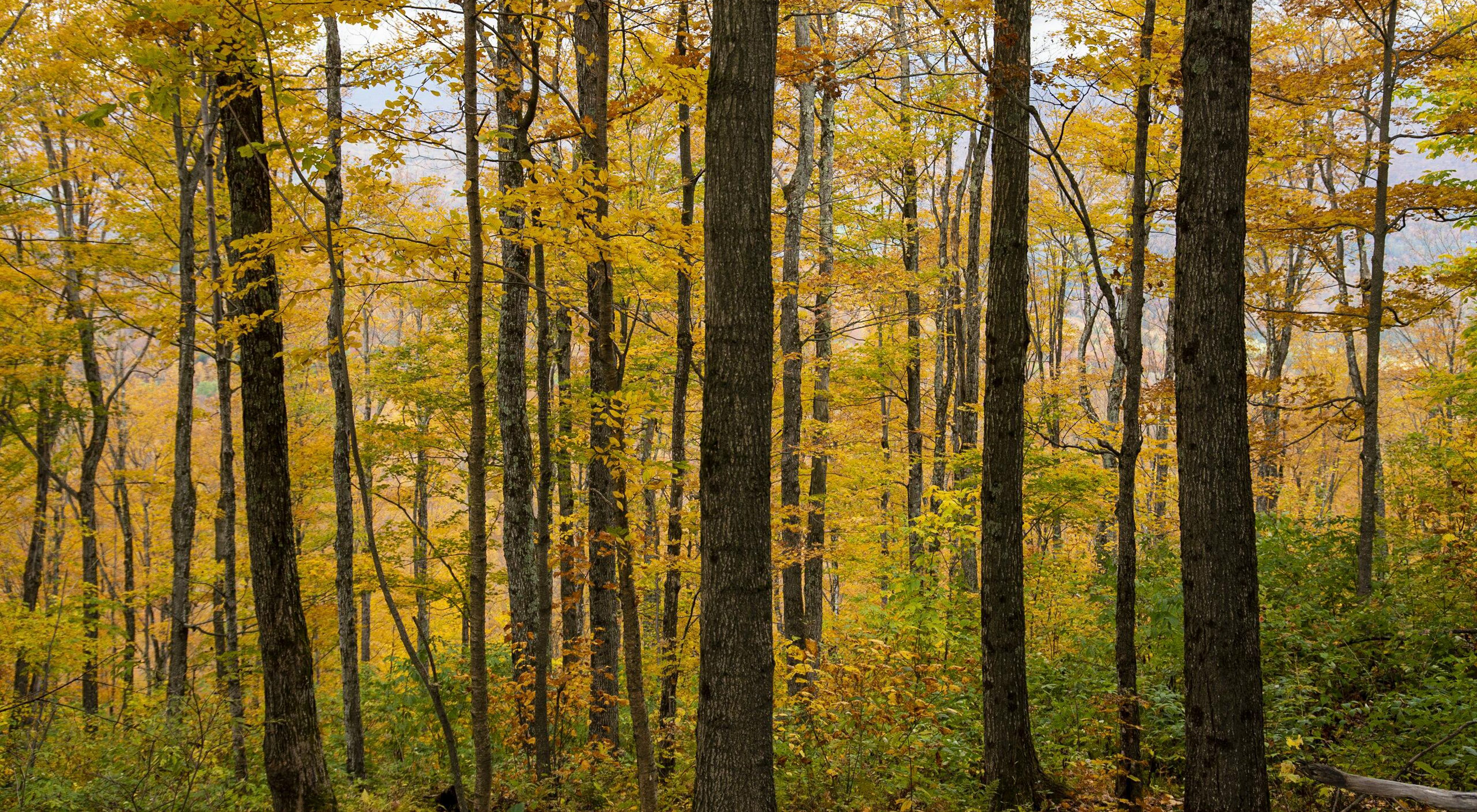 A forest view of trees changing to gold in the fall