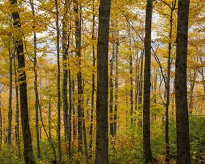 Photo of yellow fall foliage along Burnt Mountain in northern Vermont.