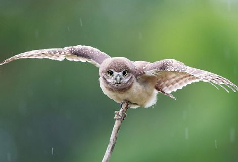 A gentle rain falls around a brown bird that holds onto a thin branch with its taloned feet and wings spread wide.