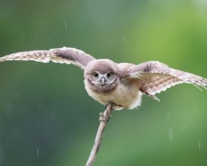 burrowing owl