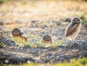 Two baby owls with a momma owl who’s out of the nest on the ground.  Sunlight is seen amidst small plants and grasses. 