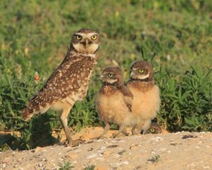 A family of burrowing owls, including one adult and two adolescents, look up from the entrance to their burrow.