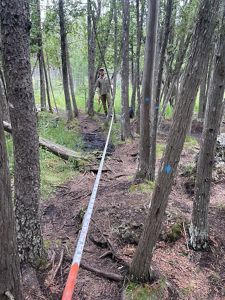 A man stands in a cedar forest some distance from the camera holding a measuring tape that is stretched to the camera. Some of the tree trunks are marked with blue dots. 