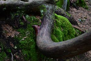 A curved cedar trunk over a dolomite boulder covered in thick moss along the Bush Bay Trail.