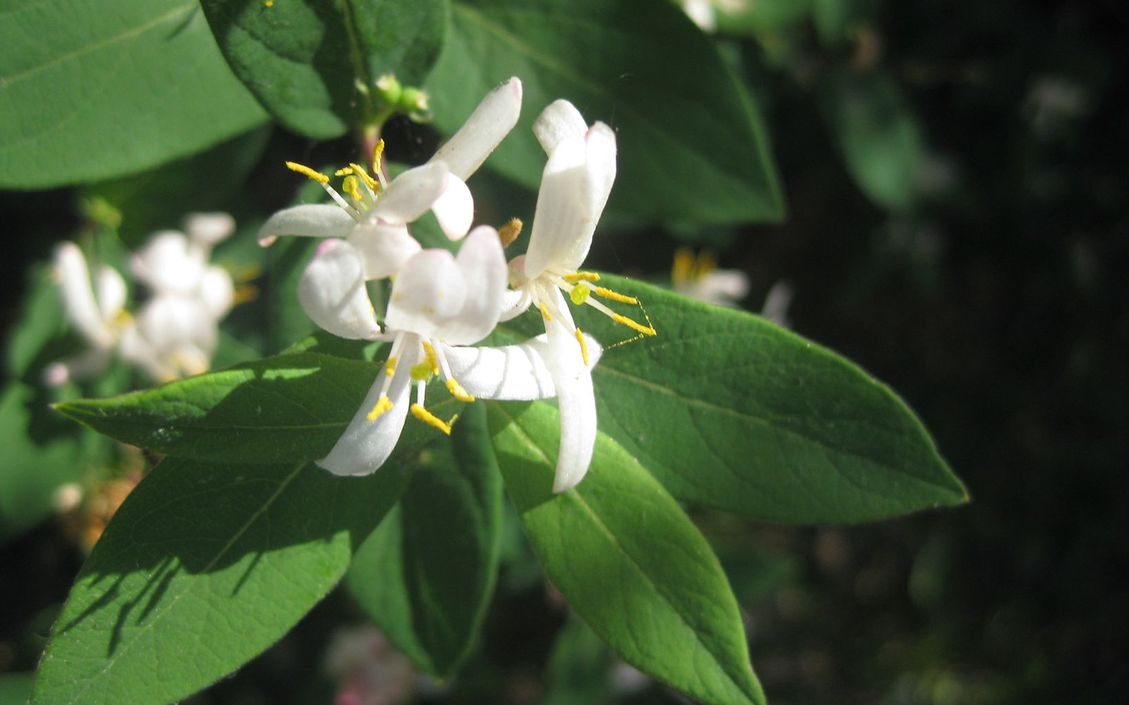 Invasive Bush honeysuckle native to northern China, Korea and parts of Japan and was introduced to the U.S. in 1897.