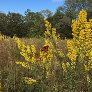 Two monarch butterflies perched on yellow plants.